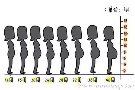 怀孕1一9月肚子变化图,3个月以后才会显肚子但胎儿一直都在变