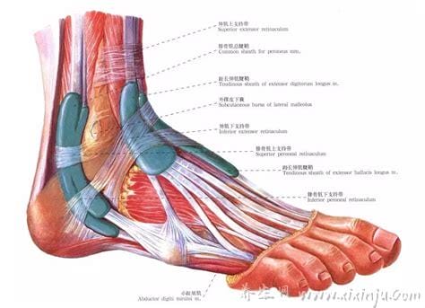 脚踝各个部位疼痛图解,脚踝后侧可能是跟腱炎(附脚底疼痛部位图解)