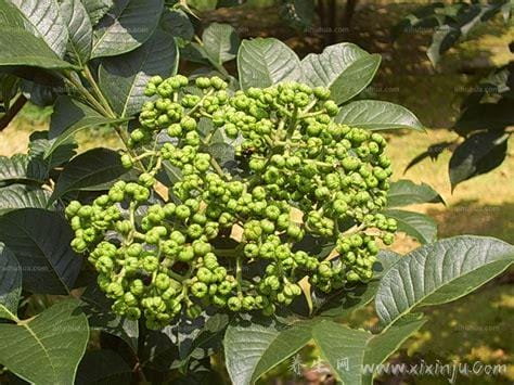 吴茱萸图片长什么样,有暗紫红色果实可散寒止痛(附山茱萸图片)