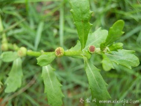 野生鹅不食草图片,鹅不食草的功效与作用（叶子很小茎也细）