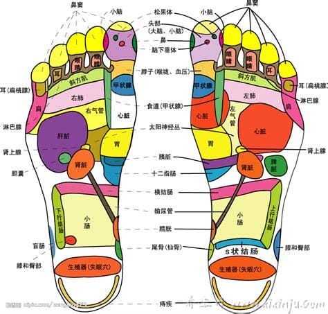 超详细足底脚底穴位图解,按摩脚底对身体全部器官都有疗效