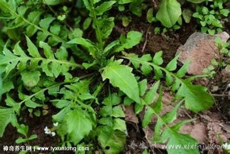 血糖最怕的一种野菜,荠菜（十大降血糖最好的蔬菜）