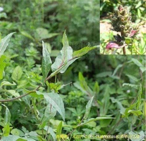 外用治癣的中草药,苦参/当归/黄芩（功效与作用）