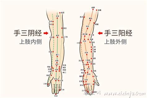 手臂经络图6条走向,分为手三阳和手三阴