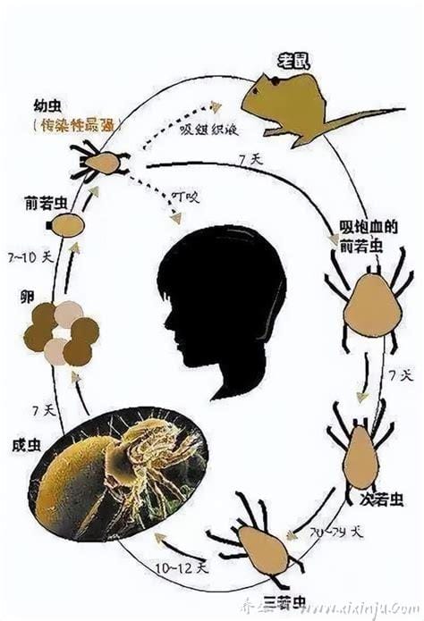 真实恙虫病图片症状,咬人后伤口会由皮疹到焦痂(体温高热)