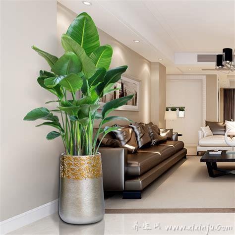 客厅最旺宅的大型植物,天堂鸟/金钱数/平安树都可以(5种植物)