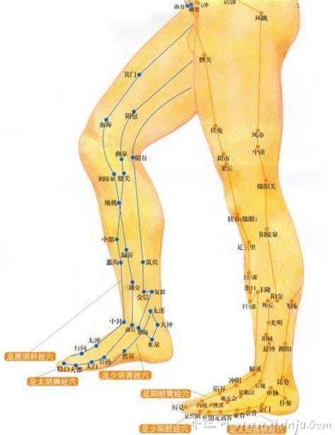 腿部经络图6条的走向及穴位图,四肢经络口诀更好记忆