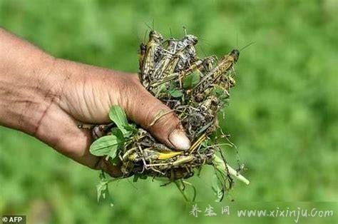 蝗虫能吃吗,蝗虫和蚂蚱的区别是什么(不仅能吃还十分好吃)