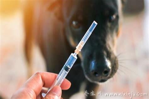 10种情况不需要打狂犬疫苗,注意皮肤没有明确外伤