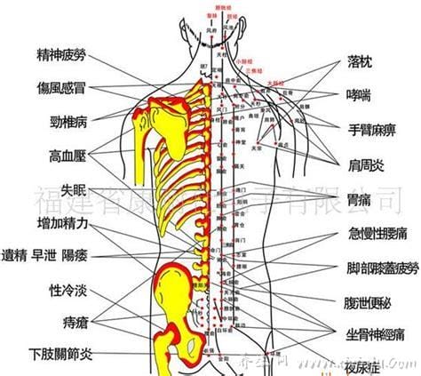 男女后背疼痛位置图详解,含左右后背疼痛对照图(重视背疼原因)