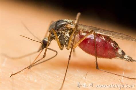 蚊子有多少颗牙齿放大图片,22颗/其实是一根带锯齿的口器