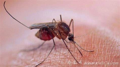 蚊子喜欢咬什么样的人?注意6类人最受蚊子偏爱(附止痒法)