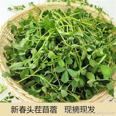 野菜苜蓿草的功效与作用及食用方法,可利尿通便防止皮肤老化