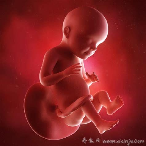 胎儿发育过程图1至10个月,每个月宝宝变化图解(18到20周胎动)
