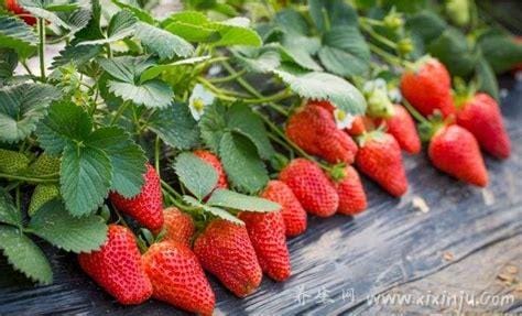 草莓什么季节成熟,2-3月份是最佳采摘季节(12月的大概率是催熟)
