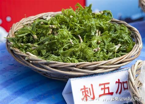 农村能吃100种野菜图片大全,荠菜/马齿苋/蕨菜/苦菜/折耳根