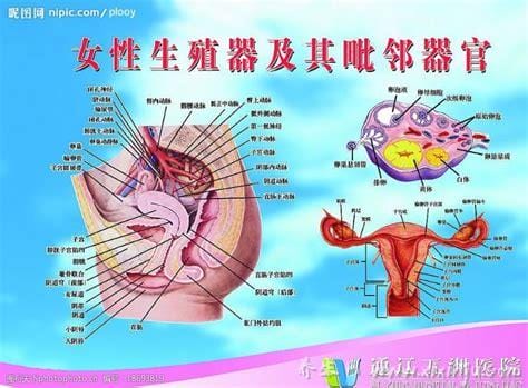 女性生殖好看图片,惊艳的私处图片像花一样(第4种最少见)