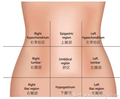 腹部九分法及分区名称,腹部疼痛对应的图片器官图