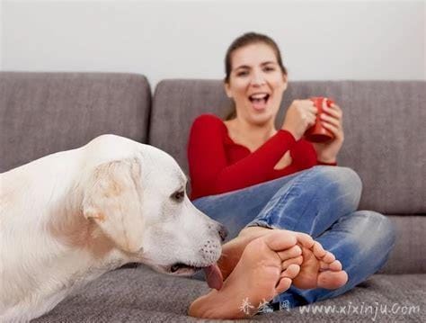 狗狗舔主人手脚意味着什么,表示服从和忠诚(喜欢脚有咸味)