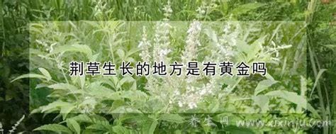 荆草生长的地方是有黄金吗,荆草下面的黄金有多深（有黄金）