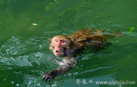 真实水猴子图片,传说中的水鬼原来真的存在(胆小慎入)
