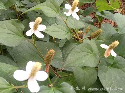 鱼腥草图片及功效与作用禁忌,又名折耳根可消炎杀菌/清热解毒