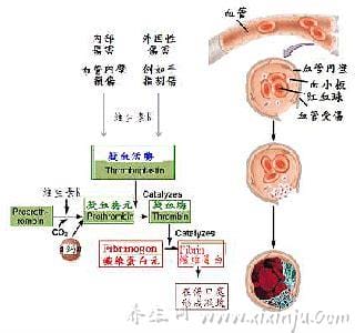 维生素k3的作用,维生素k3又叫什么名字(别名)