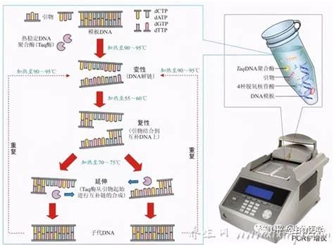 pcr法一般检测什么作用(PCR检测的意义)