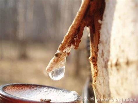 白桦树汁的作用(白桦树汁的作用和功效)