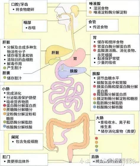 肠液的主要成分和作用(大肠液成分)