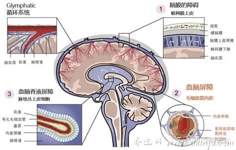 脑血管屏障作用(什么是血脑屏障?有什么作用?)
