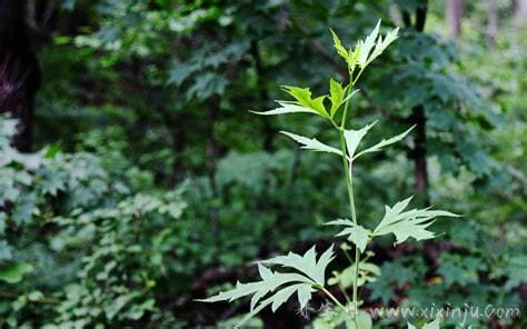 绞肠风草功效与作用(断肠草的功效与作用及使用方法)