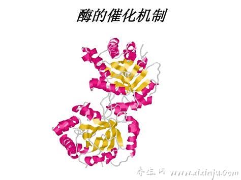 蛋白酶对宠物作用(蛋白活性酶的作用)