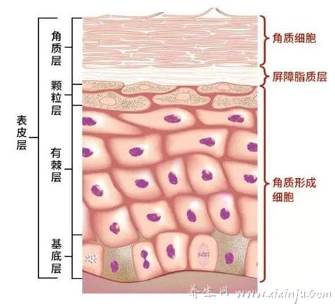 细胞对皮肤的作用是什么(人体皮肤中的细胞及其作用)