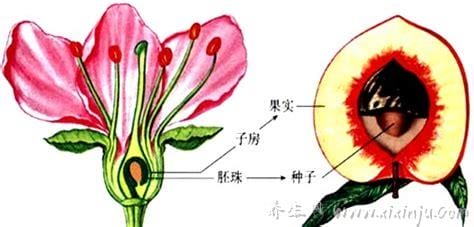 桃花花蕊的作用(桃花花蕊的作用和功效)