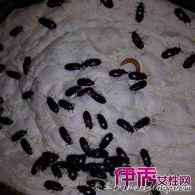 九龙虫的功效及作用(九龙虫的功效及作用禁忌)