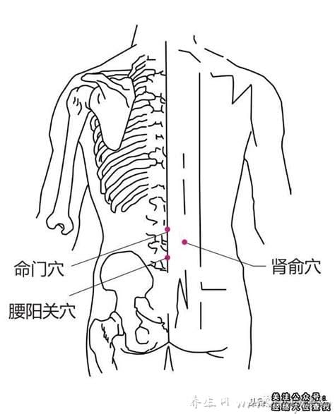 人体腰部学位分布图及作用(人体结构图腰的位置)
