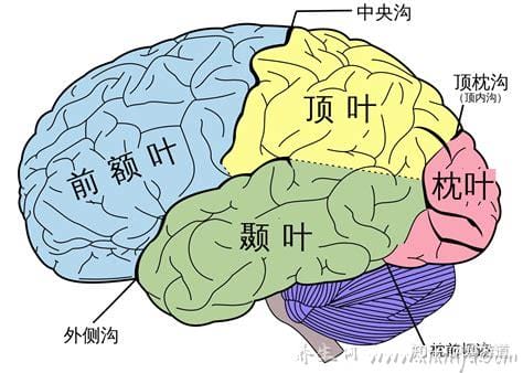 大脑中的额叶区主要是什么作用(大脑的额叶区是什么功能)