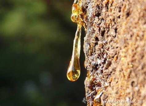 松油的副作用(松油的用途和功效是植物油吗)