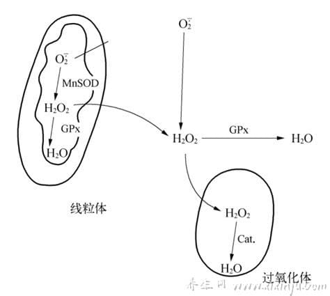 过氧化氢酶与过氧化物酶的作用有何不同(过氧化物酶与过氧化氢反应)