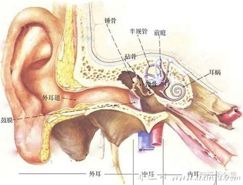 牛的耳朵的样子作用是什么意思(牛耳朵的样子和用途)