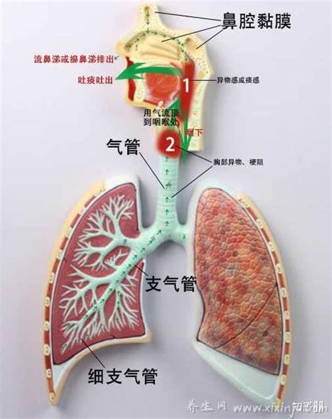 喉和气管的作用(喉管有什么作用)