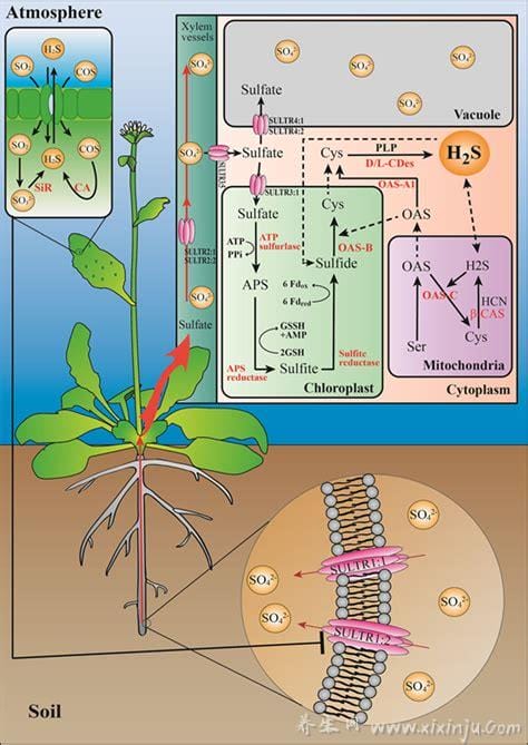18种氨基酸在植物生长中的作用(植物体内氨基酸的形成)