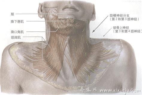胸锁乳突肌位置及作用(胸锁乳突肌的位置及作用)