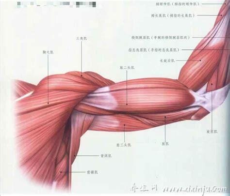 手臂各肌肉的作用(手臂最重要的肌肉)
