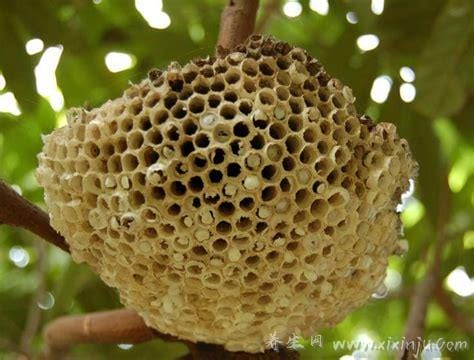 蜂的窝作用与功效(蜂窝巢的作用与功效)