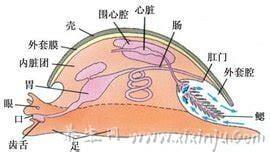 外套膜的作用(贝壳外套膜的作用)