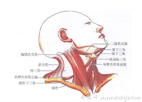 人体头部肌肉位置及起止点及作用(头部肌肉示意图)