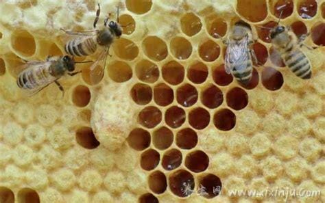 蜂巢对卵巢的作用(蜂巢的作用与营养)