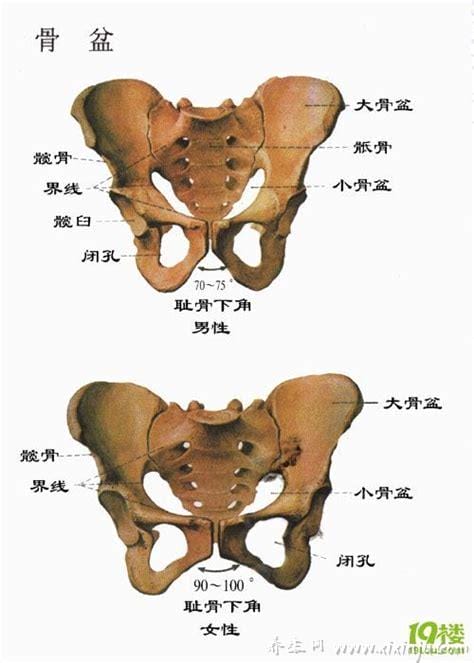 耻骨是哪个部位图片,孕期中晚期女性容易耻骨疼